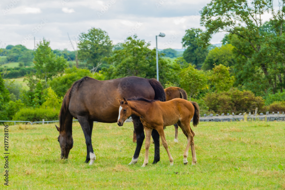 Pferd mit Fohlen auf Weide