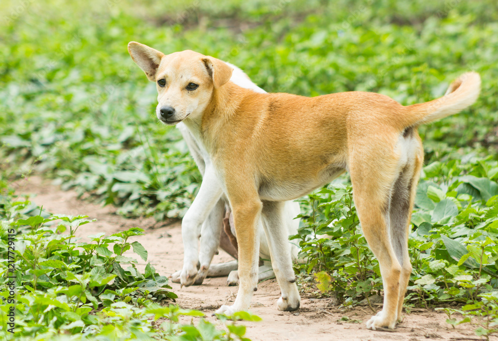 Thai Dog