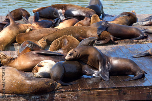 Sea Lions hauled out on wood platforms. Rather than remain in the water  pinnipeds haul-out onto land or sea-ice for reasons such as reproduction and rest.