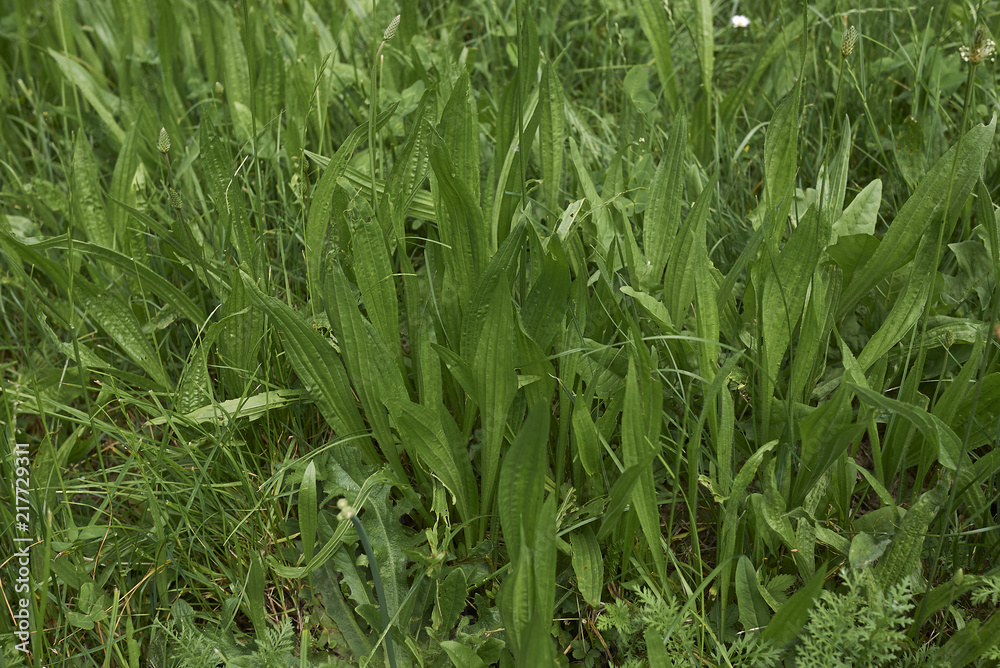 Obraz premium Plantago lanceolata