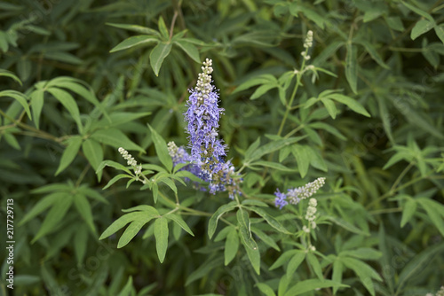 Vitex agnus castus photo