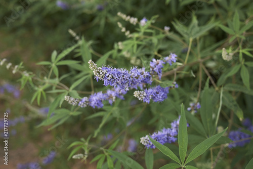 Vitex agnus castus