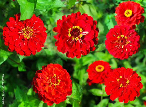 Fototapeta Naklejka Na Ścianę i Meble -  Garden flowers in summer. Beautiful background image.