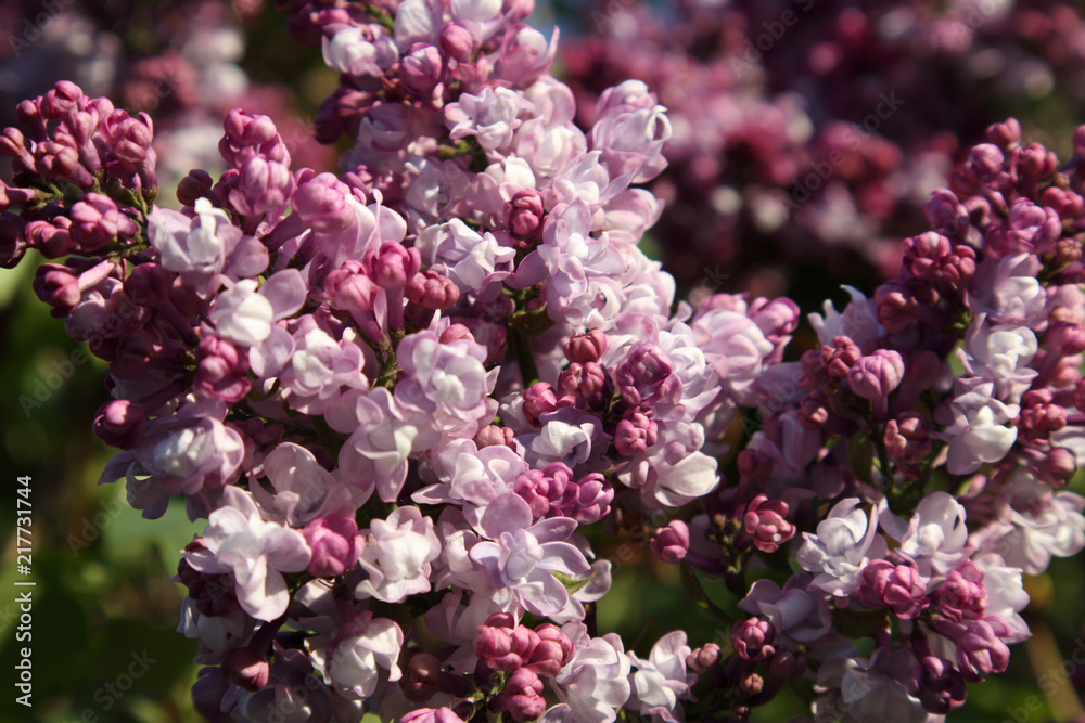 Fototapeta premium Blooming lilacs in the spring