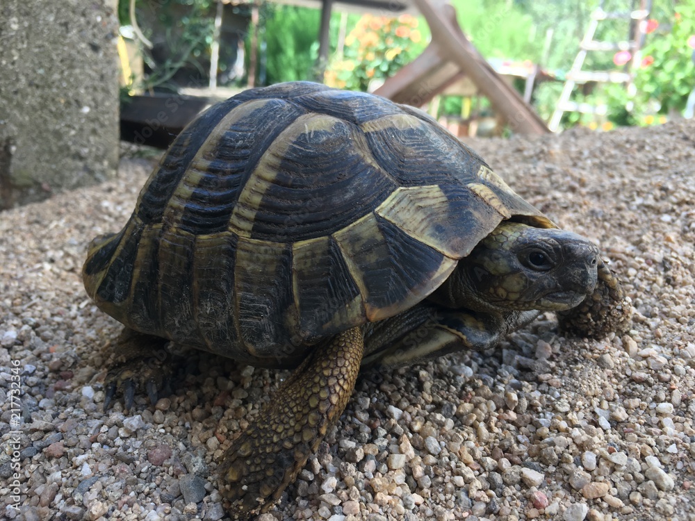 Forest turtle Forest turtle