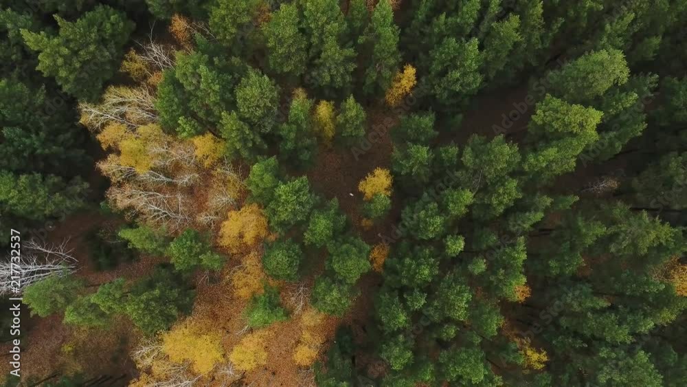Forest and highway road drone view. Forest and highway road drone view.