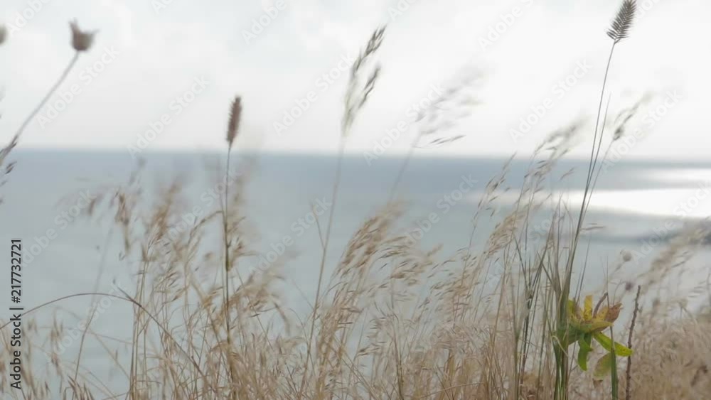 Dry grass varies over a cliff on the background of the sea, ocean. Strong wind blows from the water Dry grass varies over a cliff on the background of the sea, ocean. Strong wind blows from the water
