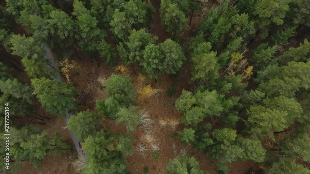 Forest and highway road drone view. Forest and highway road drone view.
