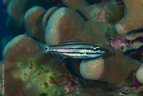 Split-Banded Cardinalfish Apogon compressus photo