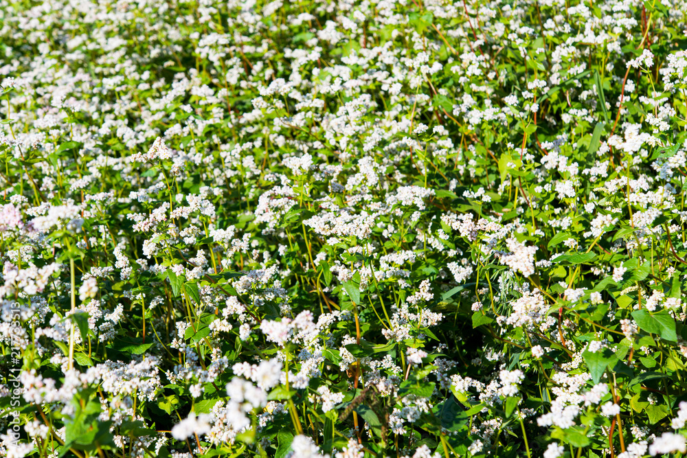 blooming field with buckwheat