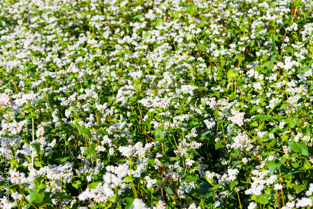 blooming field with buckwheat blooming field with buckwheat