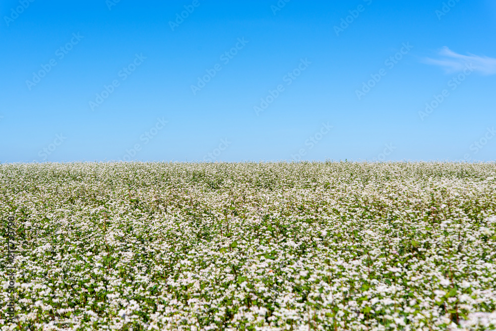 blooming field with buckwheat blooming field with buckwheat