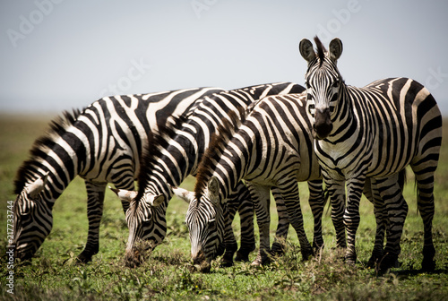 Fototapeta Naklejka Na Ścianę i Meble -  Zebras: Wache am Wasserloch