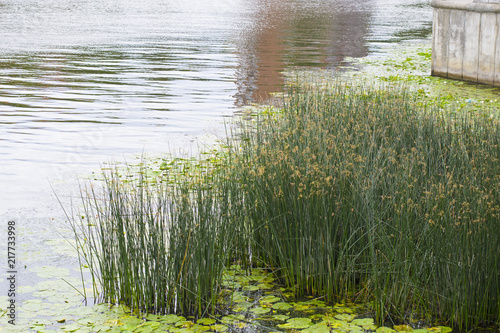 Reeds on the Bank of the river Pregol in Kaliningrad photo