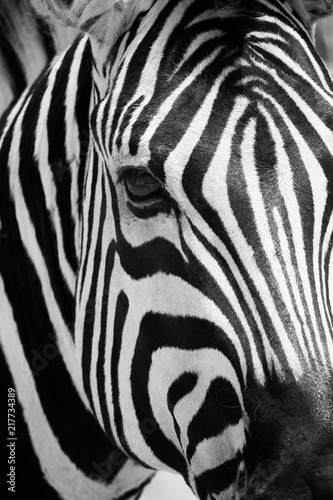 zebra