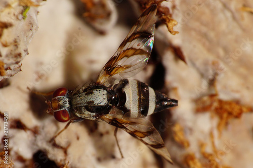 Close-up mottled fly Myennis octopunctata on brown mushroom mycelium photo