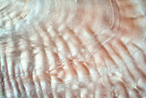 luxury nacre seashell background texture close up
