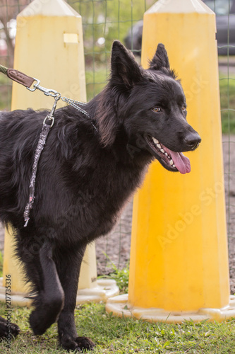 Portrait of belgium shepherd dog type groenendeal living in belgium photo