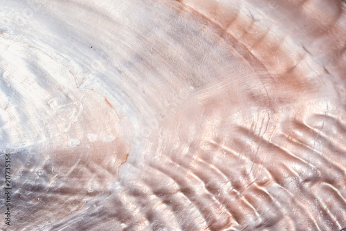 luxury nacre seashell background texture close up photo