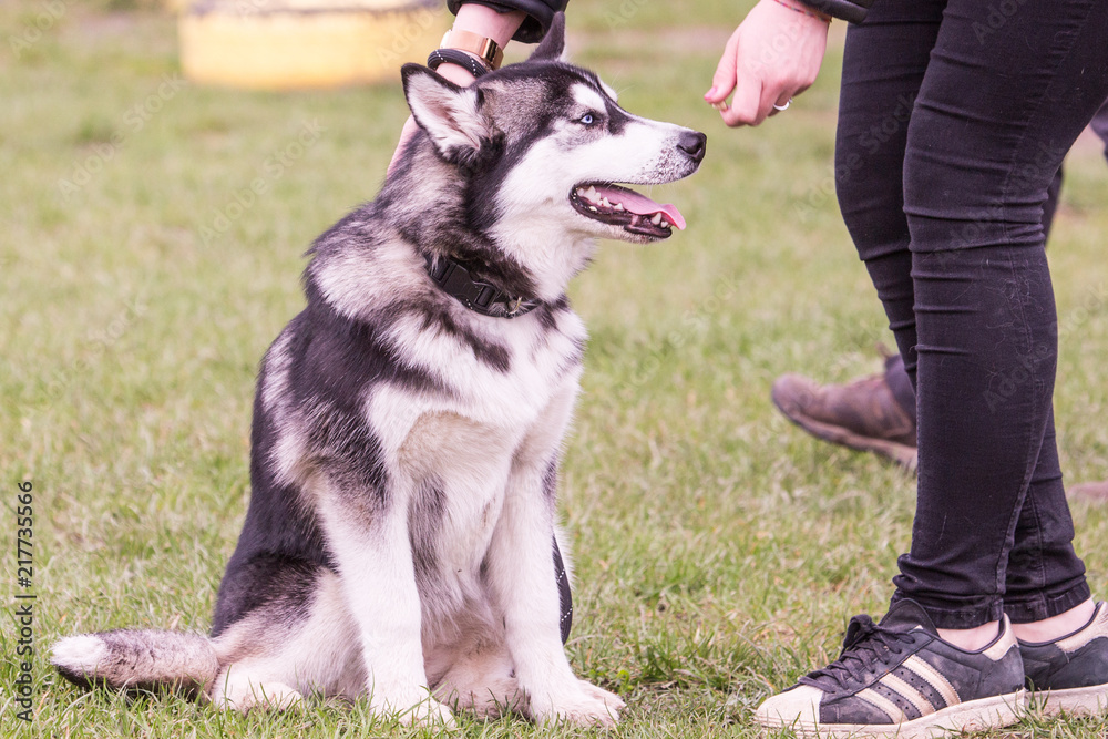 Portrait of siberian husky dog living in belgium Portrait of siberian husky dog living in belgium
