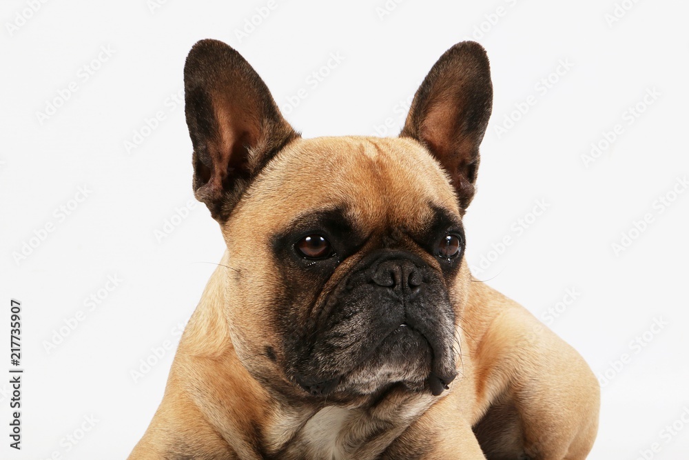 beautiful brown french bulldog head portrait in the white studio