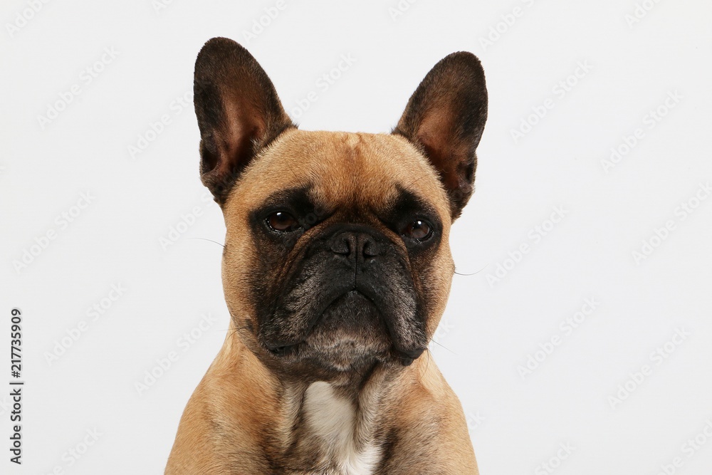 beautiful brown french bulldog head portrait in the white studio