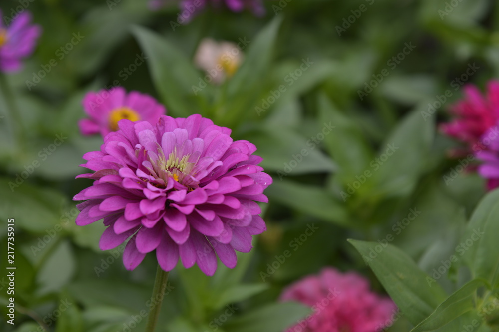 紫の花 紫の花