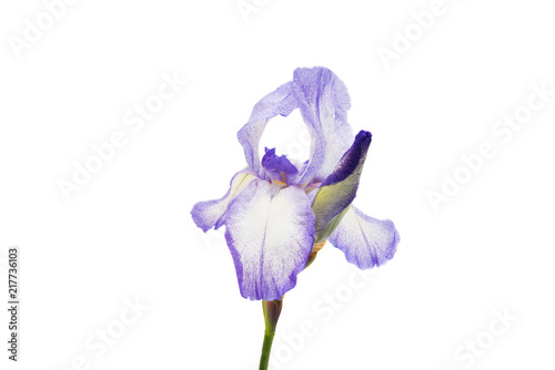 Fototapeta Naklejka Na Ścianę i Meble -  iris flower isolated