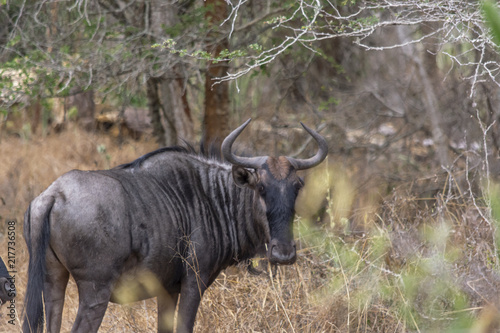 View of African wildebeest, detailed in natural habitat
