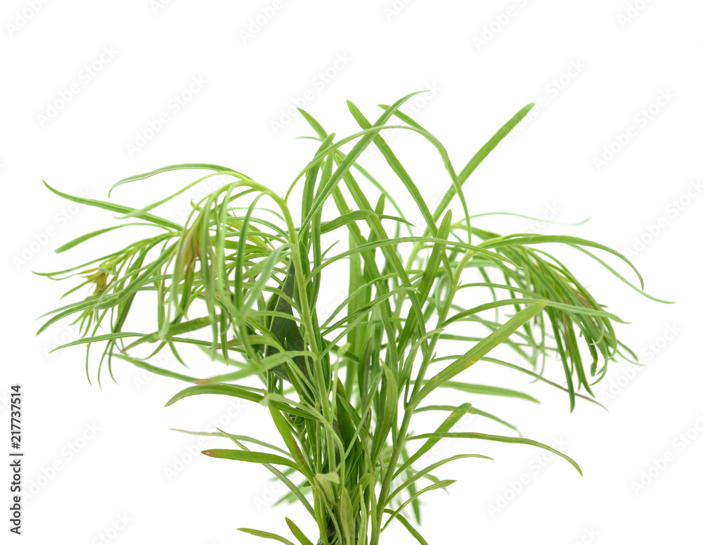 Fototapeta premium Grass green.