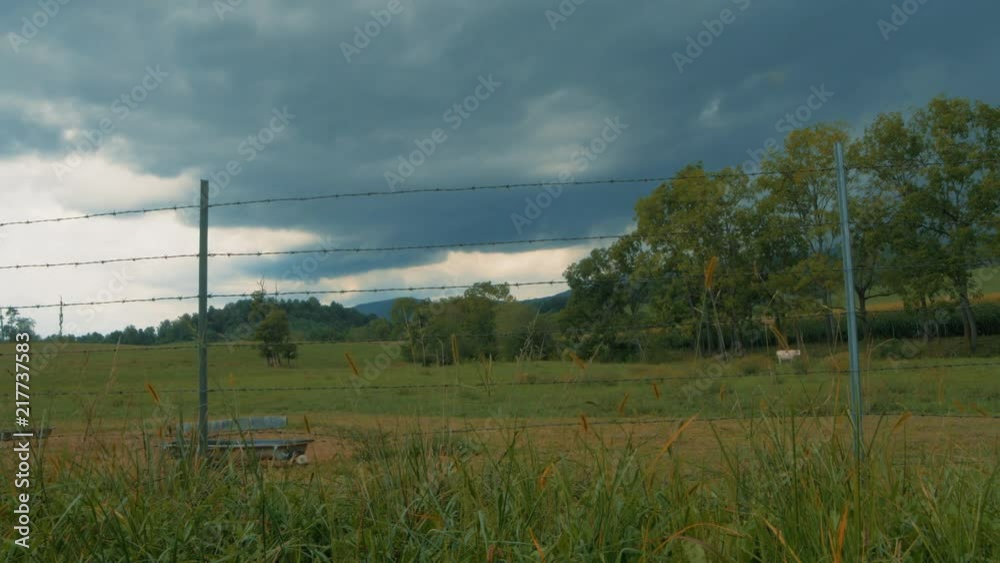 Cow grazes while summer storm rolls in Cow grazes while summer storm rolls in