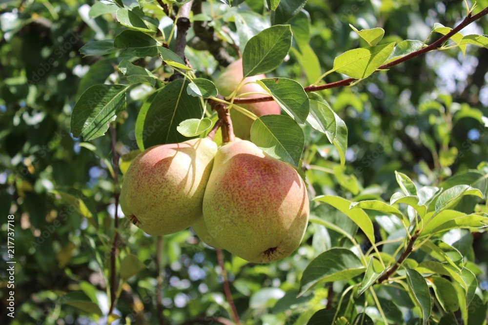 Birnen am Birnbaum Birnen am Birnbaum