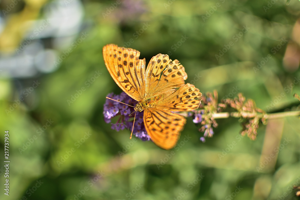 Butterfly Nymphalide Pearl Brenthis ino sucks nectar Butterfly Nymphalide Pearl Brenthis ino sucks nectar