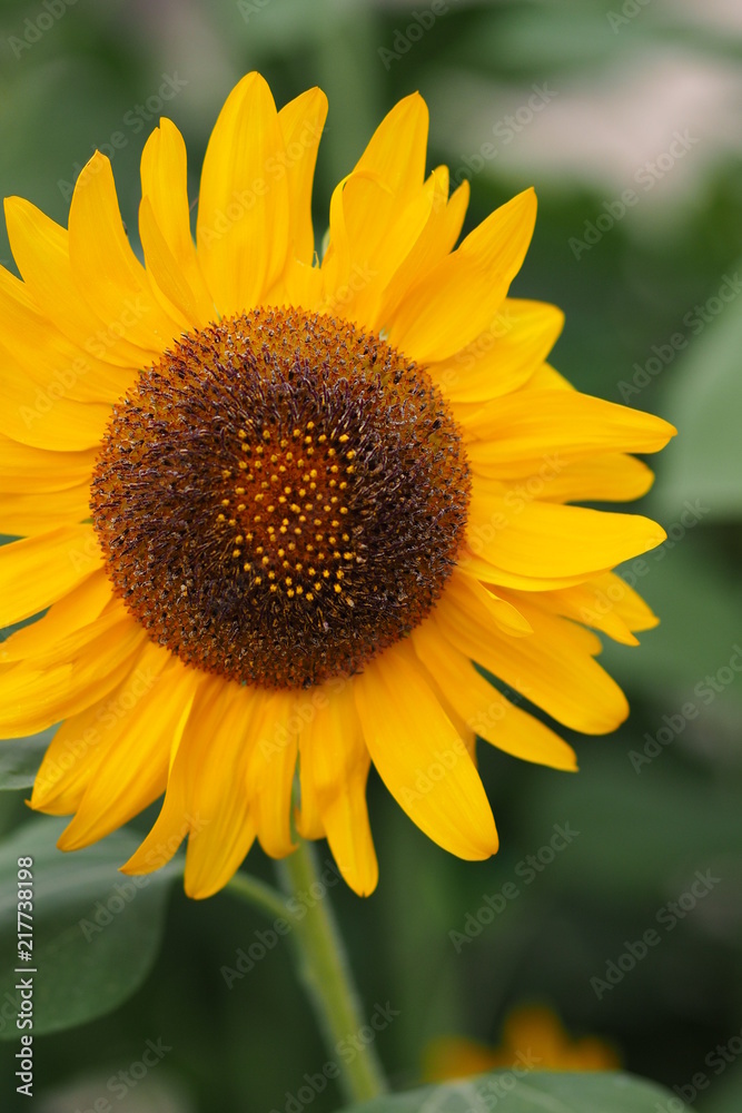 Fototapeta premium OLYMPUS DIGITAL CAMERA