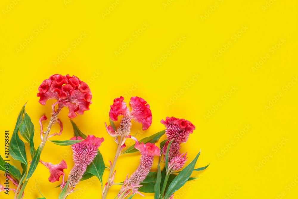 Red Hornbill or cockscomb flowers on color background.