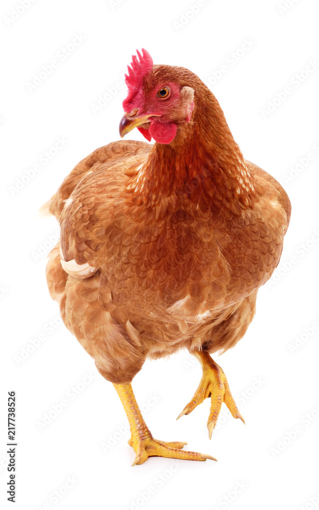 Fototapeta premium Brown hen isolated.