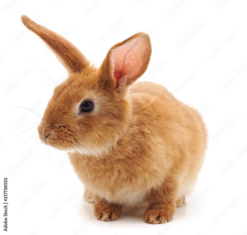 Obraz premium One brown rabbit.