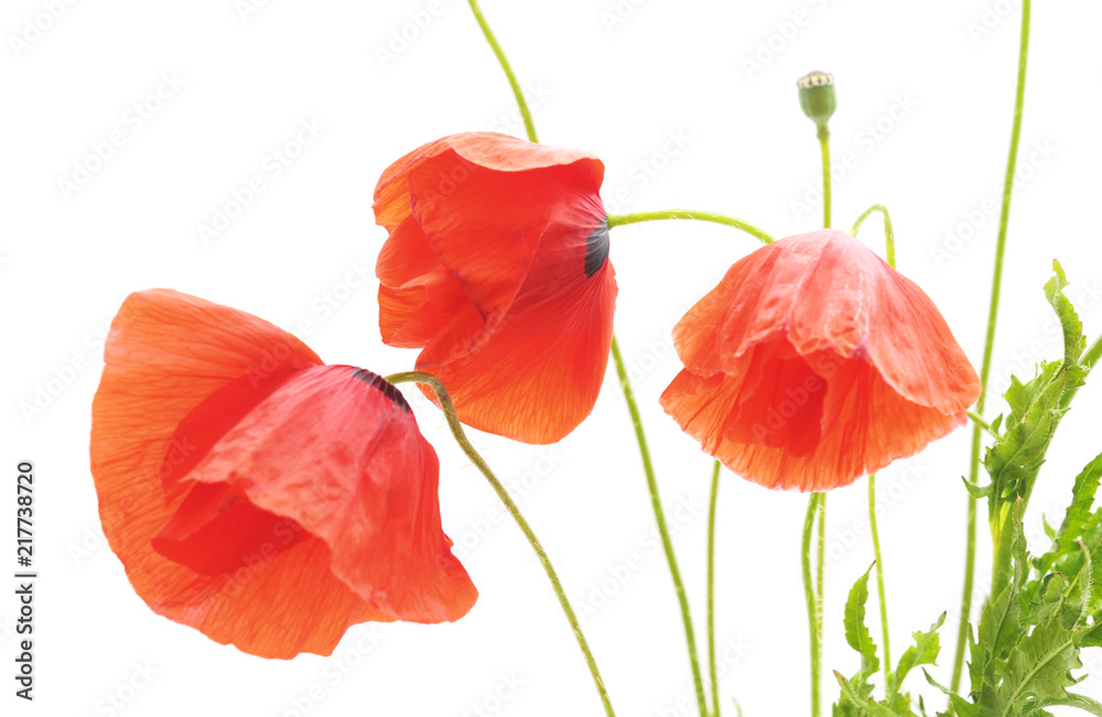 Naklejka premium Three red poppies.