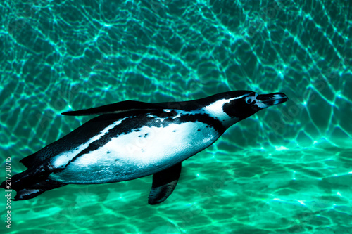 Penguin floats in turquoise water