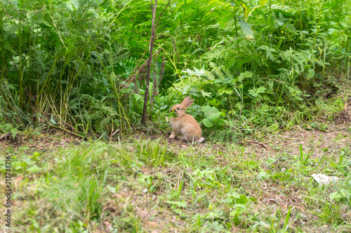 A close view of a young red-haired rabbit who has leaves from bushes raised in the top of the muzzle on the green grass on a bright sunny summer or autumn day