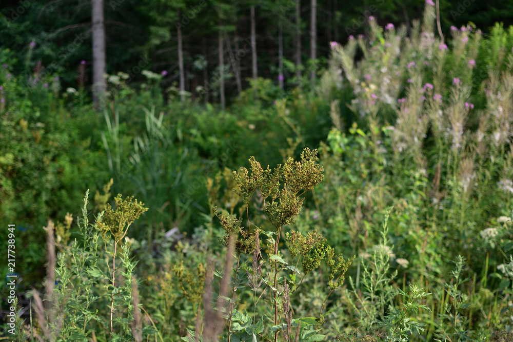 Summer landscape, forest flowers and grass on the background of dense pines and spruce Summer landscape, forest flowers and grass on the background of dense pines and spruce