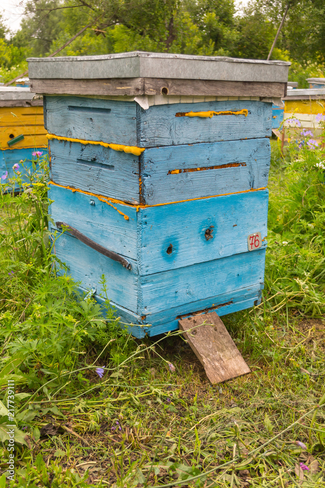 A large vertical plan of a large blue hive made of wood in the form of a box on an apiary in a field among green grass with bees bringing pollen for honey in a summer day in the mountains of the Altai A large vertical plan of a large blue hive made of wood in the form of a box on an apiary in a field among green grass with bees bringing pollen for honey in a summer day in the mountains of the Altai