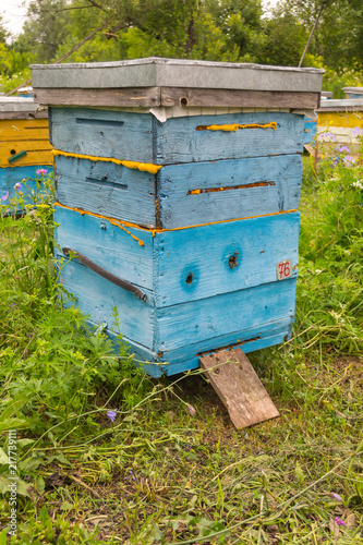 A large vertical plan of a large blue hive made of wood in the form of a box on an apiary in a field among green grass with bees bringing pollen for honey in a summer day in the mountains of the Altai © Aleksandr Kondratov