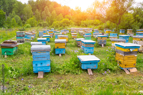 A lot of colorful hives made of wood in the form of boxes on an apiary in a field among green grass and trees with bees bringing pollen for honey with shining sun in the sky in the mountains of Altai