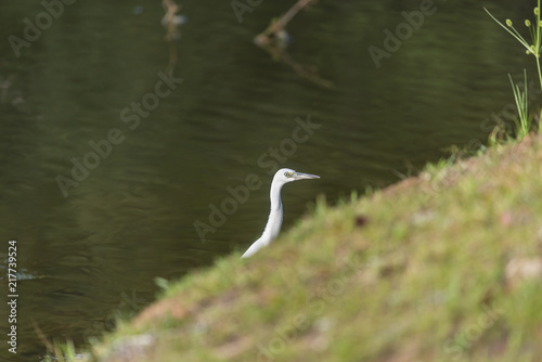 Snowy Egret climbing the bank of a lake
