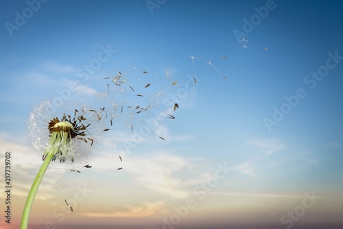 Flying dandelion seeds on sky © BillionPhotos.com