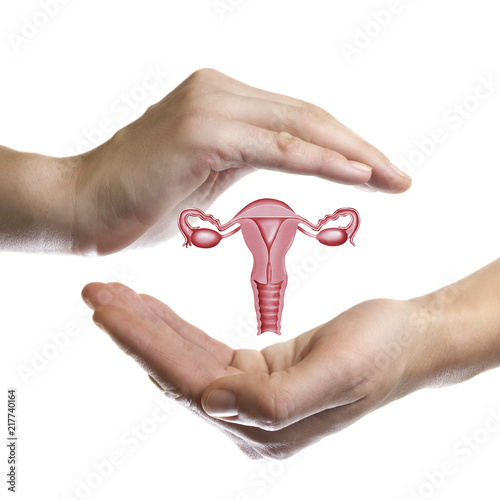 Foto A model of the reproductive system of women between two palms on white isolated background