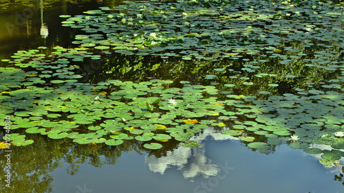 Photograph of waterlillies in a small lake in Tiergarten, Berlin.