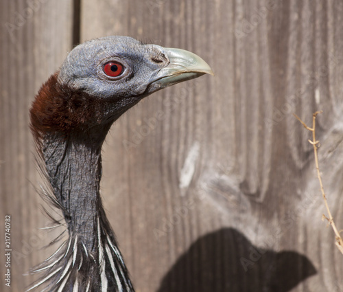 Vulturine guineafowl photo