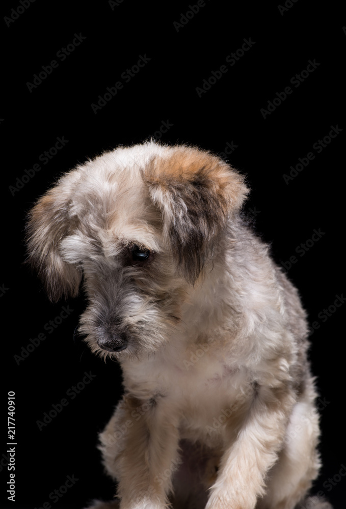 one mongrel dog puppy on a black background. studio shot one mongrel dog puppy on a black background. studio shot